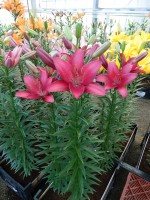 [5126 Senna DJ No02.JPG]